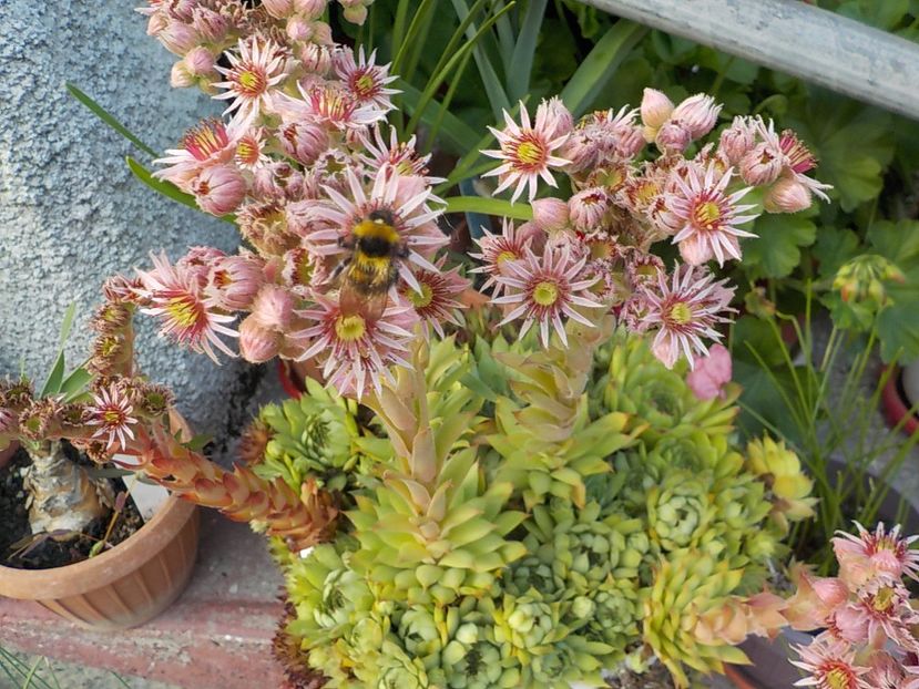  - Genul Sempervivum