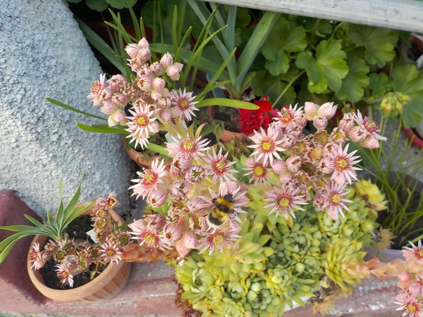  - Genul Sempervivum