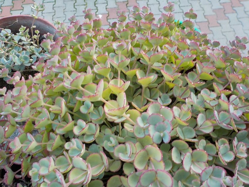  - sedum sieboldii