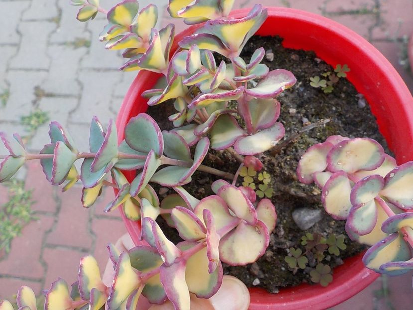  - sedum sieboldii variegat