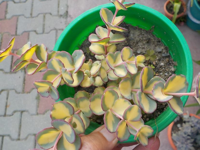  - sedum sieboldii variegat