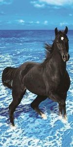  - Cai animale nobile