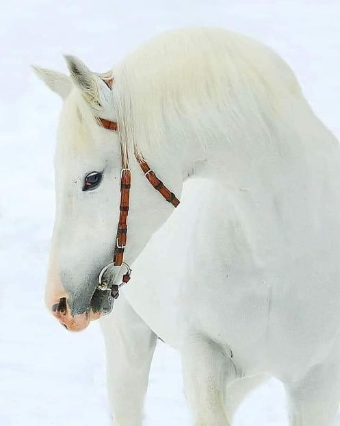 - Cai animale nobile