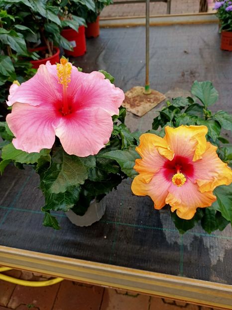 Img.2021.07.08 - A -Magazin