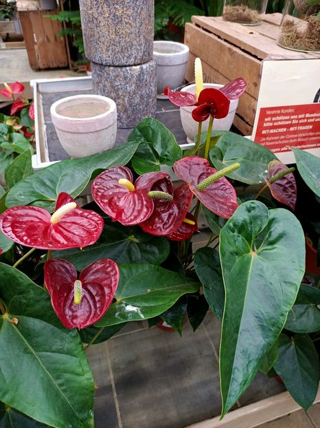 Img.2021.07.08 - A -Magazin