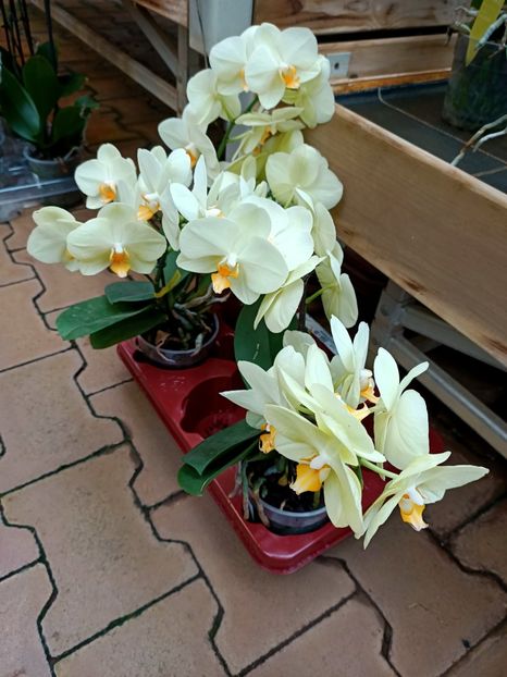 Img.2021.07.08 - A -Magazin