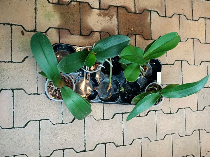 Img.2021.07.08-reducerile :) - A -Magazin