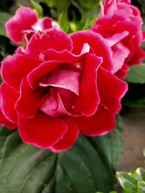 Img.2021.07.08 - A -Magazin