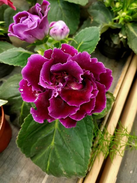 Img.2021.07.08 - A -Magazin