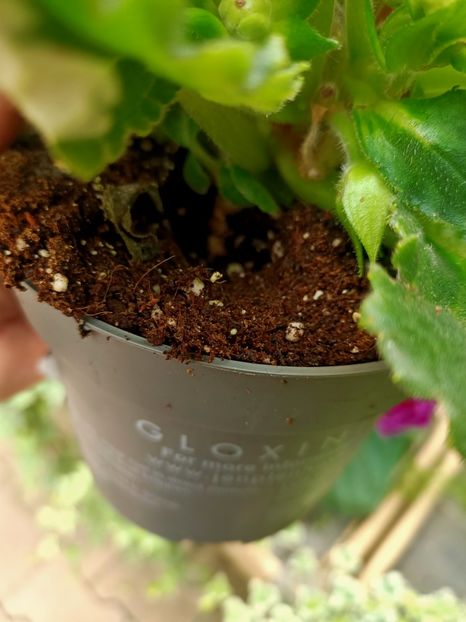 Img.2021.07.08 - A -Magazin