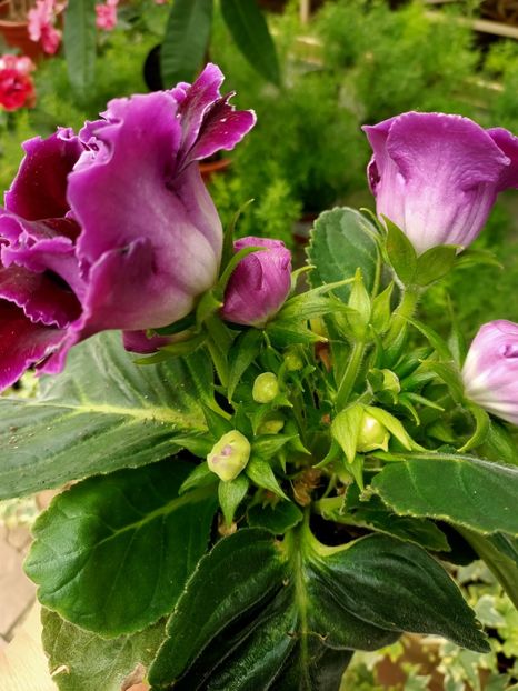 Img.2021.07.08 - A -Magazin