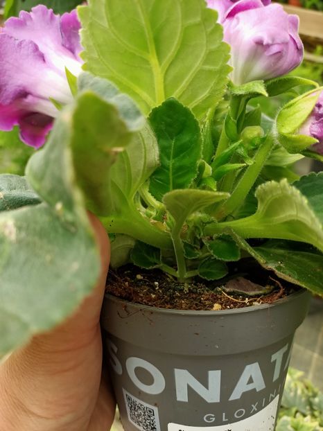 Img.2021.07.08- cu puișor - A -Magazin