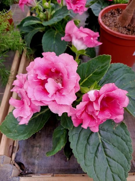 Img.2021.07.08 - A -Magazin