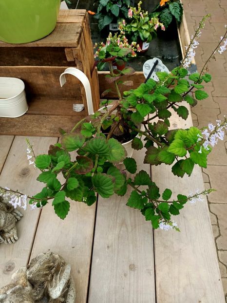 Img.2021.07.08 - A -Magazin