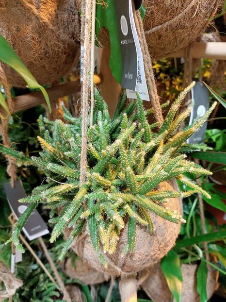 Img.2021.07.08 - A -Magazin