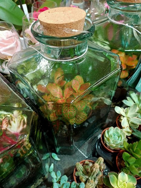 Img.2021.07.08- terrarium - A -Magazin