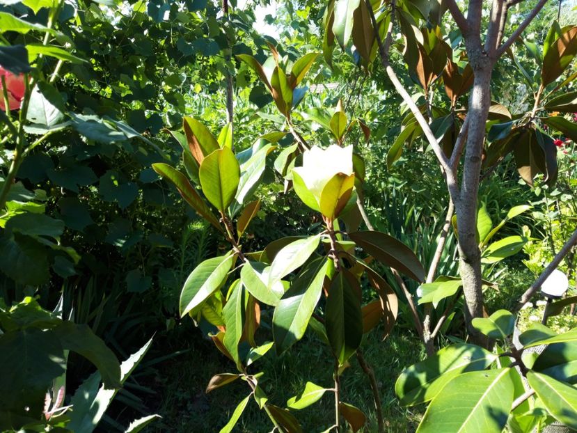  - Magnolia grandiflora gallisoniensis