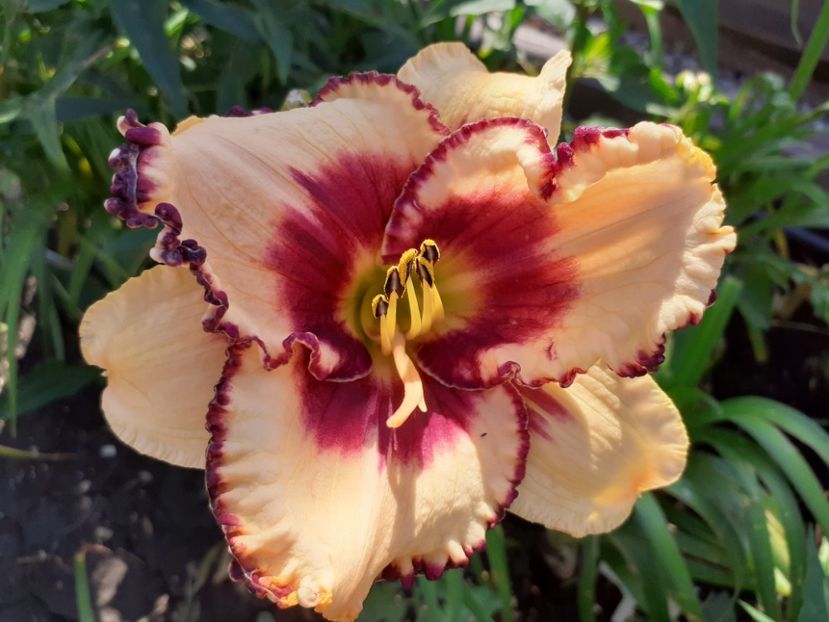 Chief of Staff - Hemerocallis 2021