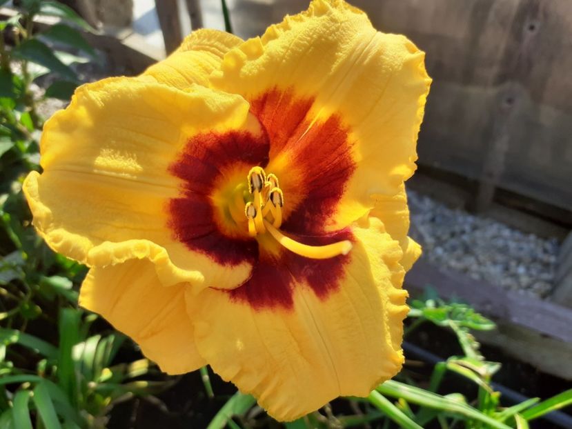BlackBerry Candy - Hemerocallis 2021
