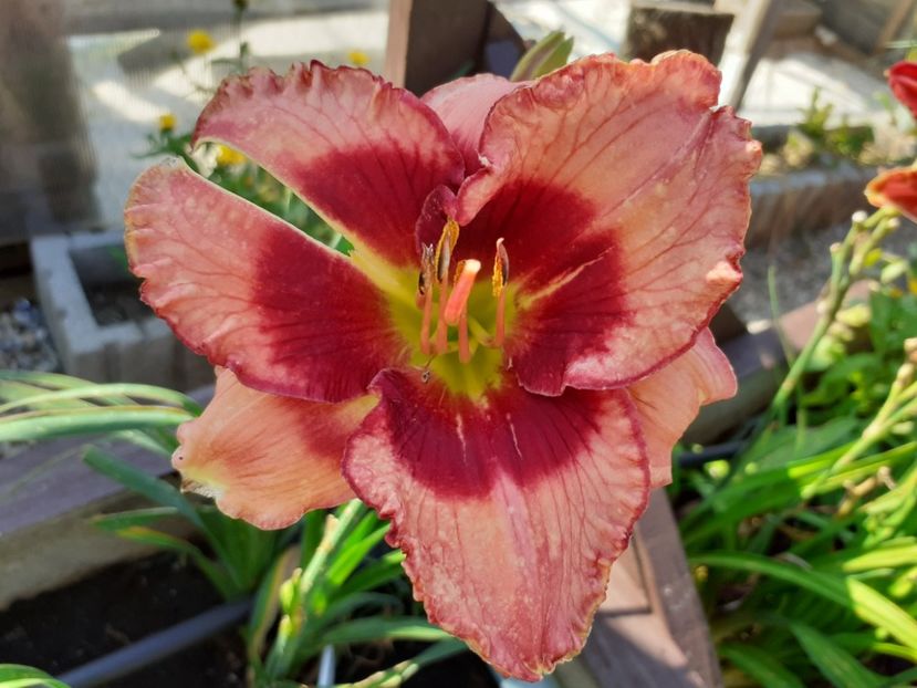 Dan Mahony - Hemerocallis 2021