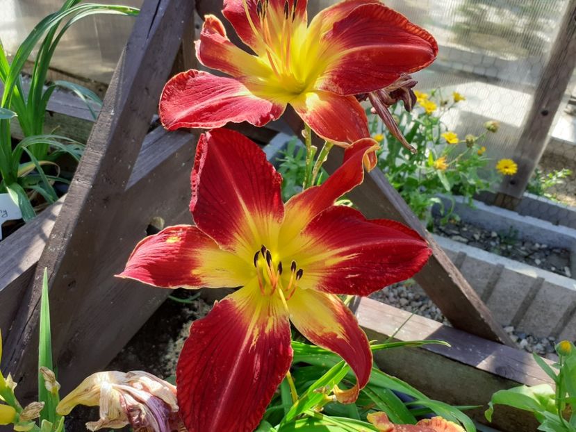 Ruby Stella - Hemerocallis 2021