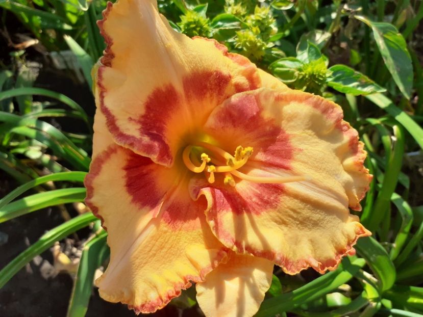 C'est la Vie - Hemerocallis 2021