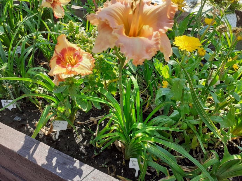  - Hemerocallis 2021