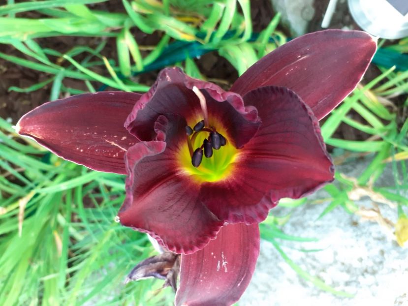 Strutters Ball - Hemerocallis 2021