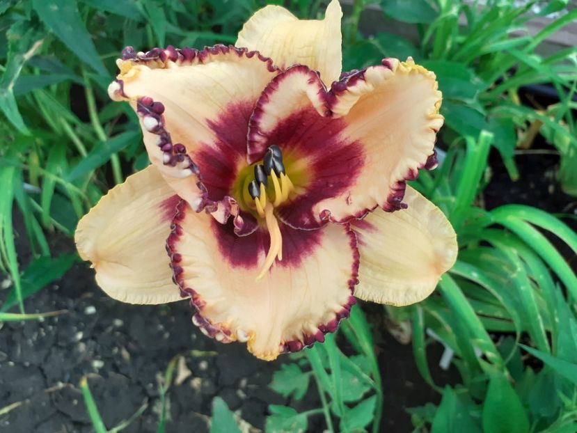 Chief of staff - Hemerocallis 2021