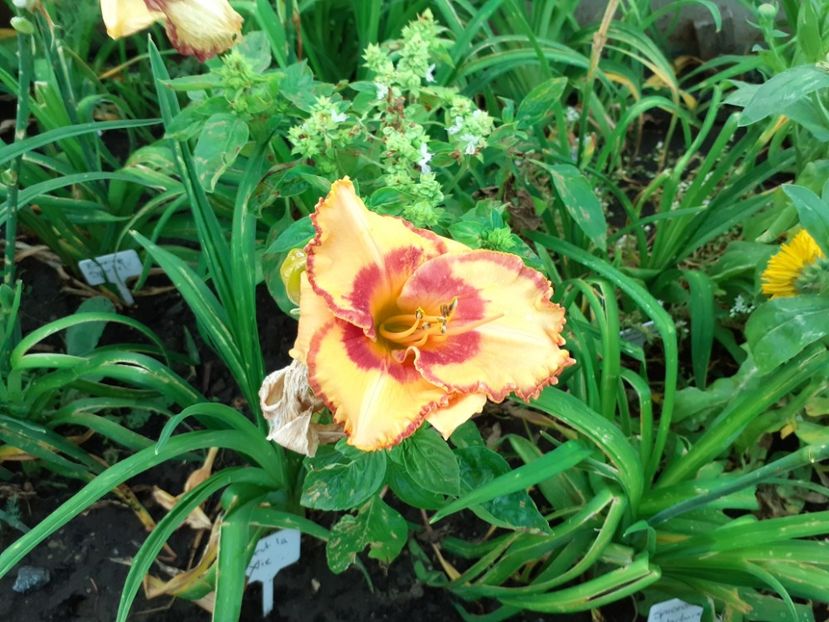 Cest la vie - Hemerocallis 2021