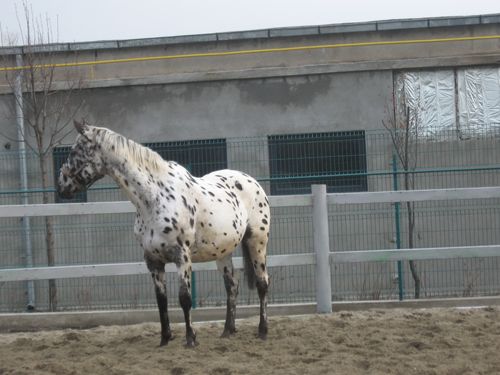Expo. Galati 2010 - Caii