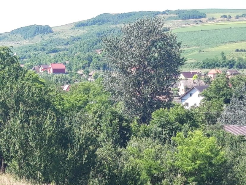  - Satu Nou