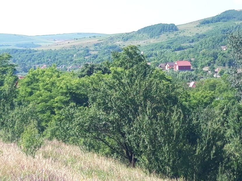  - Satu Nou