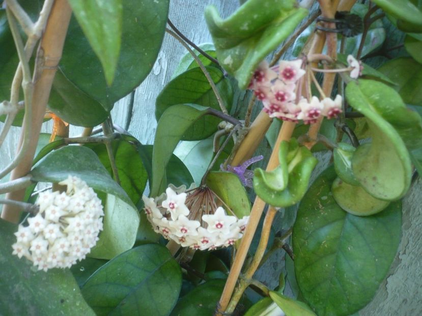 P1490382 - HOYA 2021-1