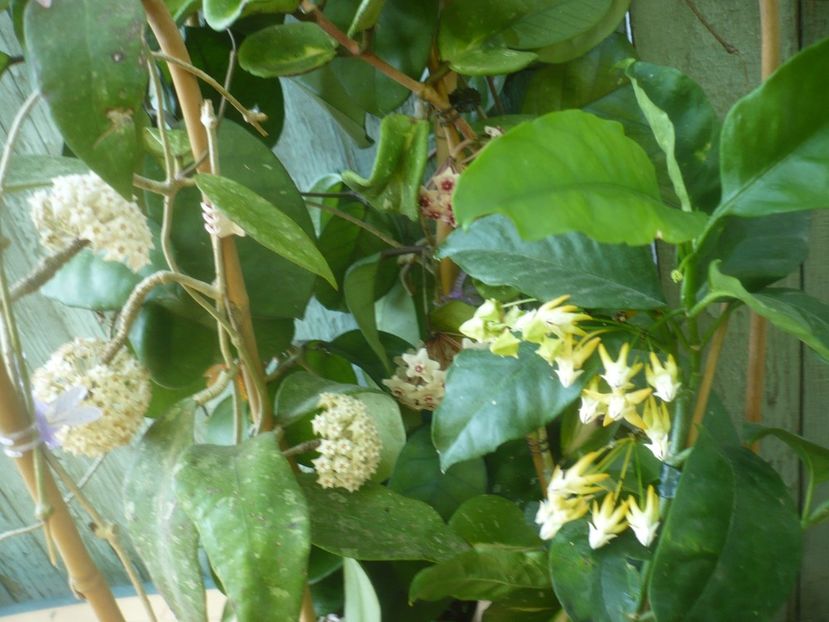 P1490383 - HOYA 2021-1