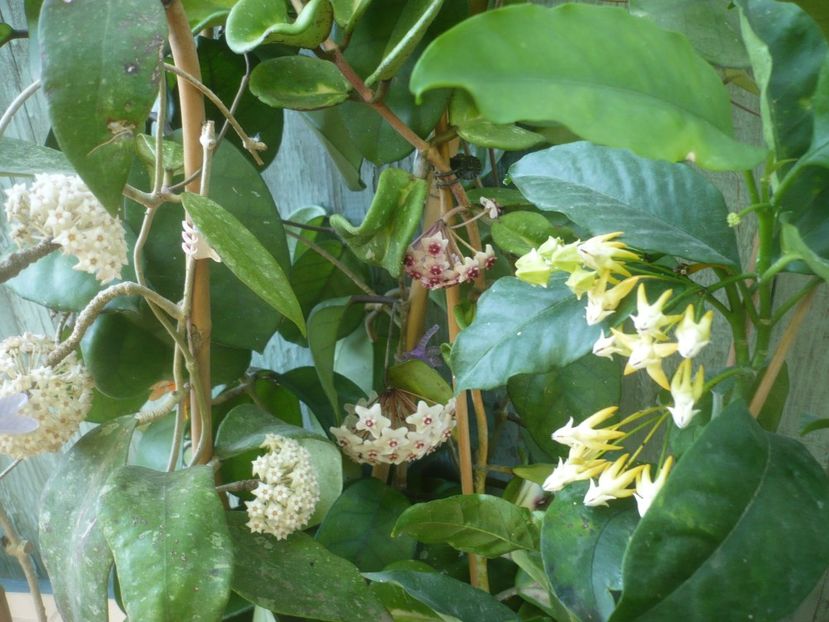 P1490384 - HOYA 2021-1