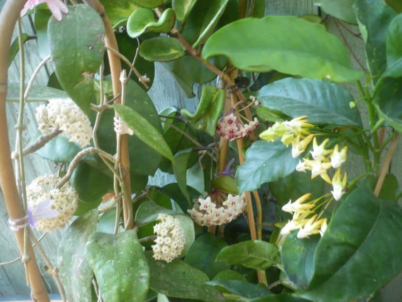 P1490385 - HOYA 2021-1