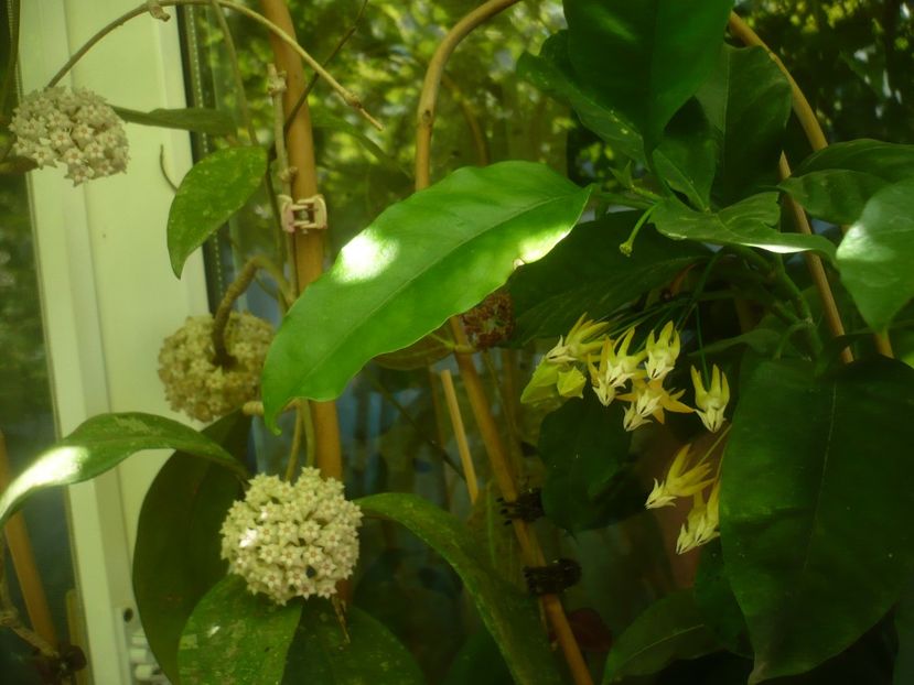 P1490386 - HOYA 2021-1