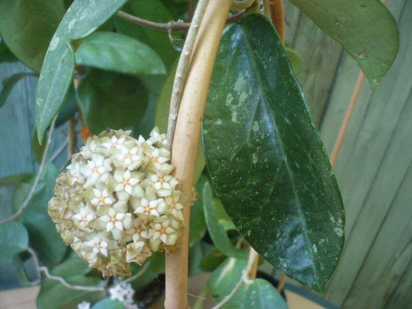 P1490388 - HOYA 2021-1