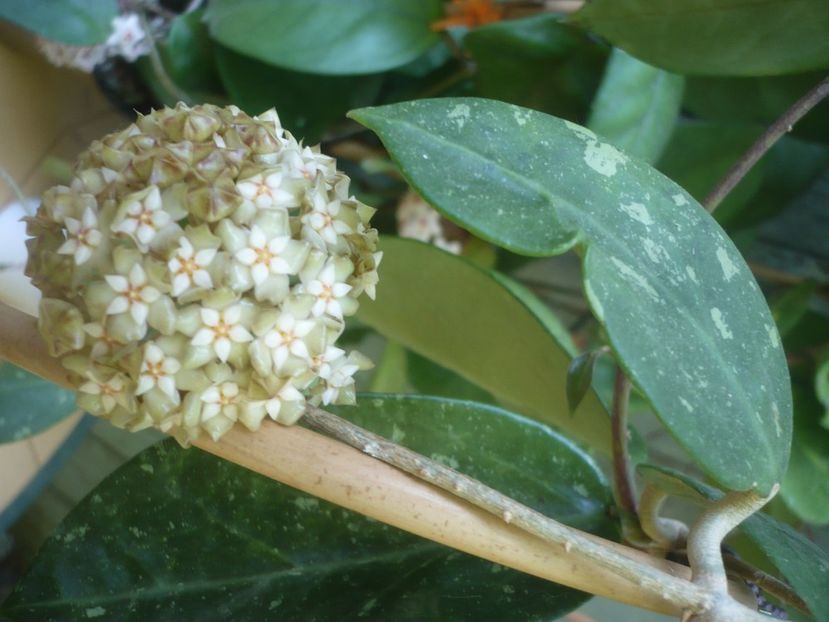 P1490390 - HOYA 2021-1