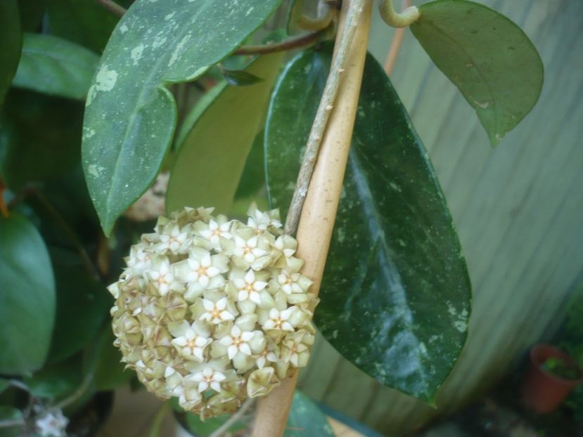 P1490392 - HOYA 2021-1