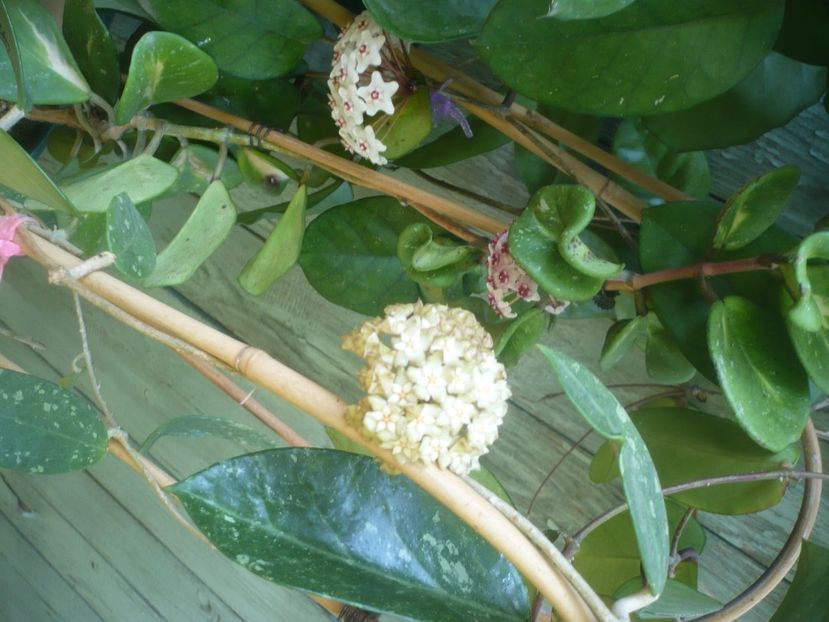 P1490393 - HOYA 2021-1