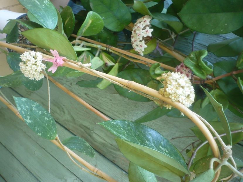 P1490394 - HOYA 2021-1