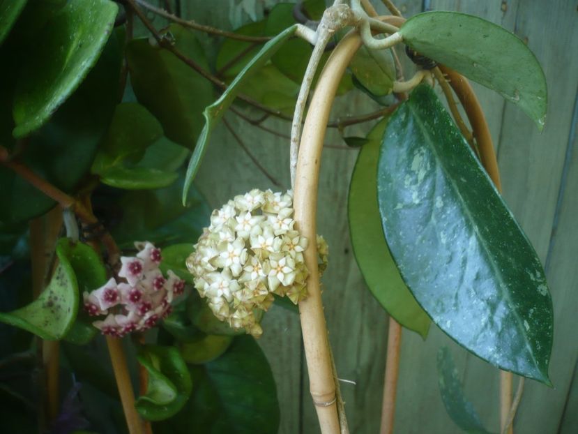 P1490396 - HOYA 2021-1
