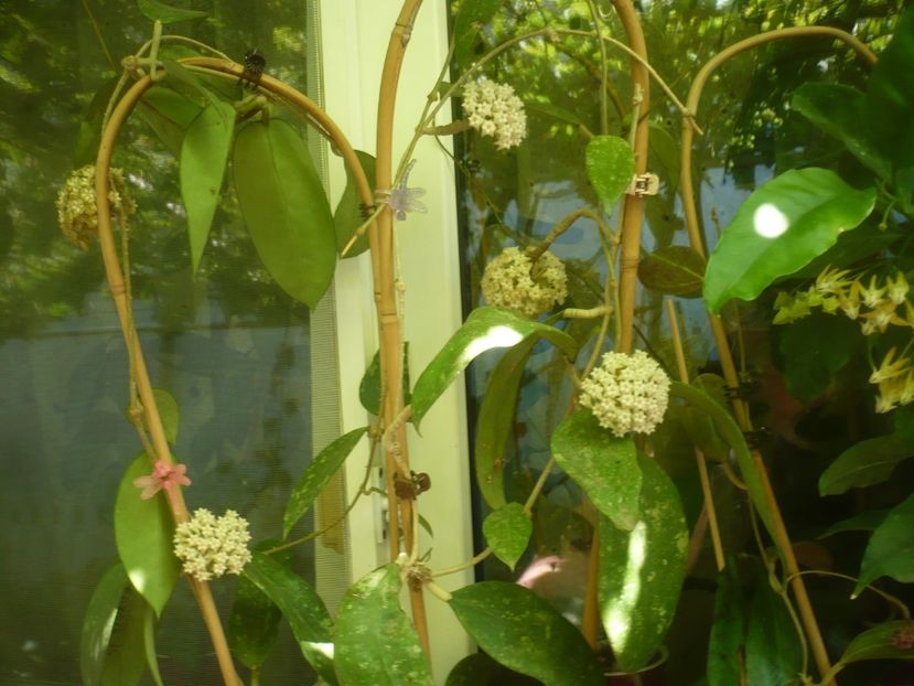 P1490398 - HOYA 2021-1