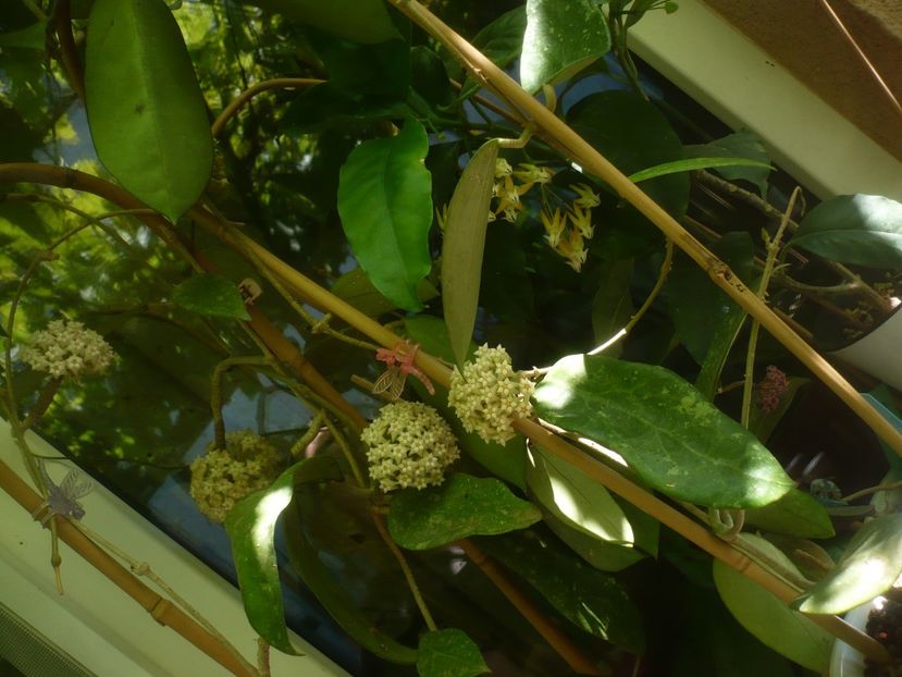 P1490399 - HOYA 2021-1