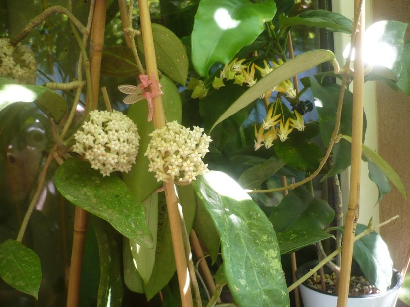 P1490400 - HOYA 2021-1