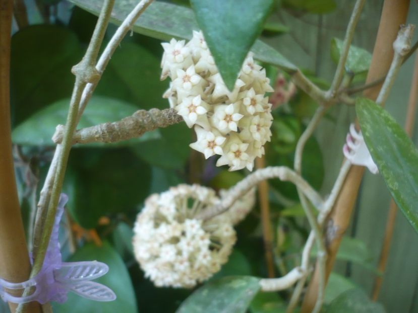 P1490378 - HOYA 2021-1