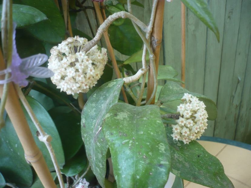 P1490379 - HOYA 2021-1