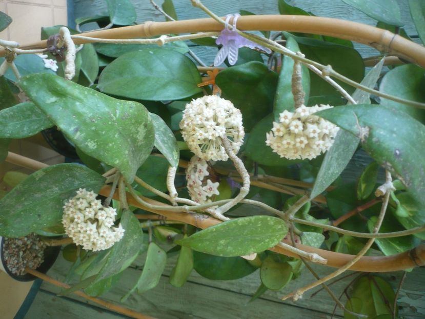 P1490380 - HOYA 2021-1